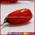 China blushwood Beere ningxia goji Beerendrachekräuter goji Beere